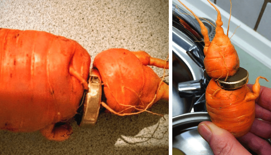 82-Year-Old Man Reunites with Lost Wedding Ring After Finding It in a Homegrown Carrot.